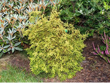 95,1���. ����������� Chamaecyparis obtusa Tsatsumi Gold_P9 10-15.jpg