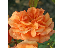 Rosa groundcover Bentheimer Gold.jpg