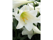 23,96���. ����� ���� �������(��� 7 ��. ���������� �� 2��.).jpg