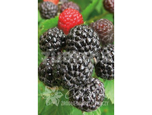 Rubus occidentalis Bristol ������ ޣ���� �������� 2 ltr € 5,80 435,21�..jpg