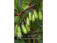 Actinidia kolomikta Vitakola ��������� ������������ �������� 2 ltr € 6,81 510,58�..jpg