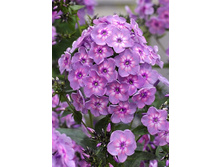 78,15���. ����� ������� ������(�������� ���� �� 2 ��., ����������� ����� 1��.).jpg