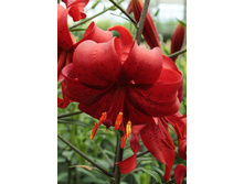 39,96���. ����� ��� ��������(��� 5 ��. ���������� �� 2��.).jpg