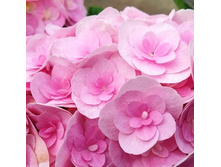 197���. ��������� �������������� � ��� �� ���.jpg