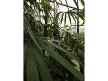 DSCF8118.JPG