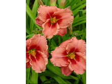 86,05���. �������� ������ ������ �����(�������� ���� �� 2 ��., ����������� ����� 1��.)���16.jpg