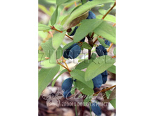 Lonicera kamtschatica Amphora ��������� ���������� ������ 2 ltr € 4,95 371,08�..jpg