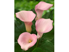 Zantedeschia Captain Melrose.jpg