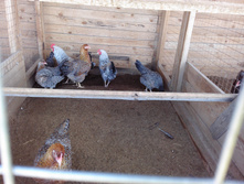 IMG 20161002 121733.jpg