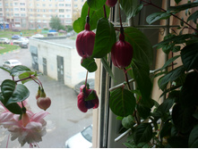 P1130733.JPG