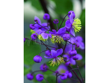 Thalictrum rochebrunianum ����������� ������������ € 1,00 73,00���..jpg