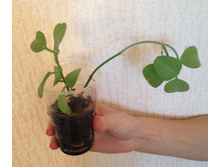 Dischidia apple leaf.jpg