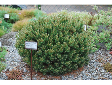 ����� mugo Mops C1.5 10-15�� -403,50