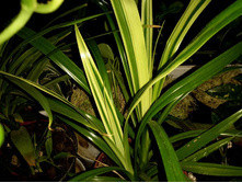 �������� �������