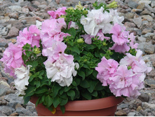 �.��������, ��������� ������� ���� ������ ����� ����. (15 ��) - 20,4 ���. ���������������.jpg