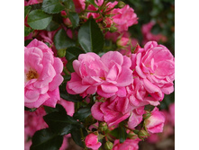 Rosa groundcover Palmengarten Frankfurt.jpg