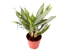 ��������� ���� ���� 12�30. 484,05 ���.jpg