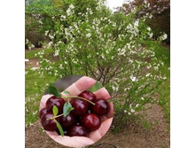 243���. ����� ������ �����.jpg