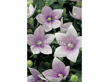 37,9���. ���������� ����� ����(�������� ���� �� 3 ��., ����������� ����� 1��.)���16.jpg