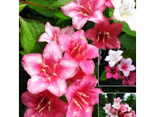 127���. ������� ��������.jpg