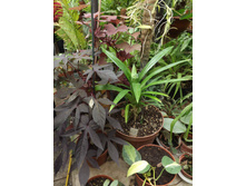 DSCF8126.JPG