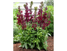 148,4���. ������� ������� ���������(�������� ���� �� 1 ��., ����������� ����� 1��.).jpg