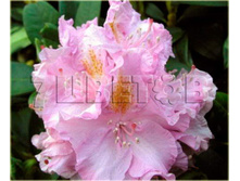 Rhododendron hybrida Von Oheimb Woislowitz ����������� ��������� ��� ����� �������� -26�C 5 ltr 25-30 € 16,37 1 228,05�..jpg