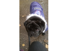 WP 20161018 12 42 30 Pro.jpg