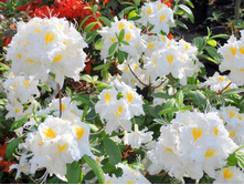 ������ ��������-310