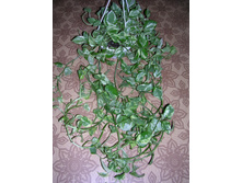 ���������� 'N-Joy