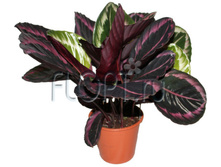 ������� ����� ����� �������� 19�65. 743,4 ���.jpg