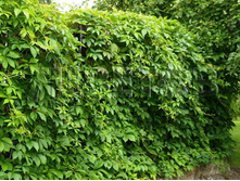 Parthenocissus quinquefolia var. murorum ������� �������� ��������������� ������� 2 ltr € 4,80 359,83�..jpg