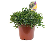 �������� ������� 10�22. 229,95 ���.jpg