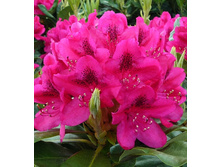 301���. ����������� ��������� ���� ������.jpg