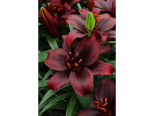 25,66���. ����� ������(��� 7 ��. ���������� �� 2��.).jpg