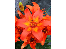 23,92���. ����� ������� ����(��� 5 ��. ���������� �� 2��.)���16.jpg