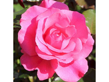 Rosa park Romanze.jpg