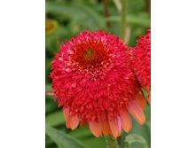 251,1���. �������� ������ ���(�������� ���� �� 1 ��., ����������� ����� 1��.)���16.jpg