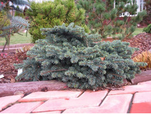 123,6���. ��� Picea abies Waldbrund_P9.jpg