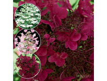 ��������� ����������� ���� ��� C1.5-336�.jpg