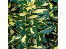 ��������� ������-148.jpg