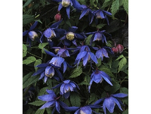 185���. �������� ������.jpg