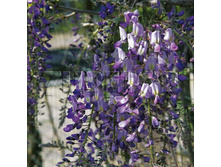Wisteria floribunda Domino �������� ��������������� ������ 2 ltr € 7,77 582,58�..jpg