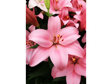 19,74���. ����� �����(��� 7 ��. ���������� �� 2��.)���17.jpg