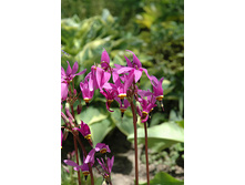 Dodecatheon meadia Aphrodite ���������� ������� �������� € 0,98 71,54���..jpg