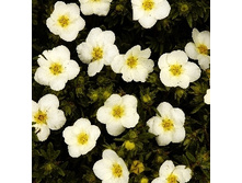 122���. �������� ������������� ������� ����.jpg