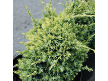 102,5���. ������������ Juniperus squamata Gold Tip.jpg