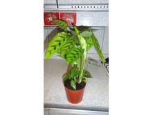 ������� ����������� (Calathea leopardina)--350- 400  ���.