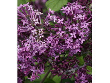 Bloomerang �����-493.jpg