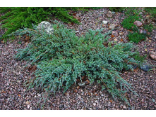 86,7���. ������������ Juniperus squamata Blue Carpet.jpg